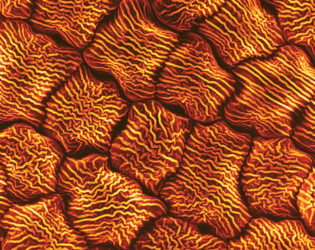 Wild mustard petal (Brassica sp.), SEM