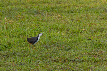 White-breasted Waterhen bird(Amaurornis phoenicurus) in nature