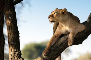 Lioness on branch