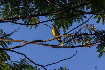 Black-naped oriole perching on a branch. Black-naped oriole, The black-naped oriole is a bird of...
