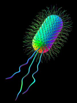 Ecoli bacterium, artwork
