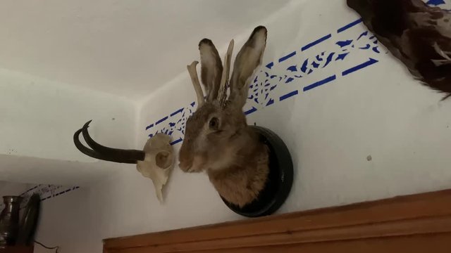 A stuffed rabbit head with horns / jackalope . A folklore mystical creature