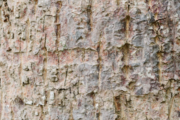 Old tree bark very detailed texture background