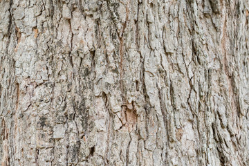 Old tree bark very detailed texture background