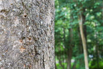tree in the forest with blurred background