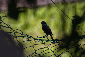 Yellow-vented Bulbul - Pycnonotus goiavier or eastern yellow-vented bulbul in nature