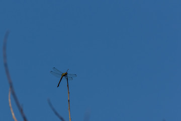 dragonfly perched on the branch