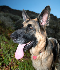 Close up of a German Shepherd Dog with red tounge. GDS with traditional colors.