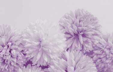 Beautiful abstract color purple and blue flowers on white background and light purple flower frame and purple leaves texture, purple background, light purple banner happy valentine