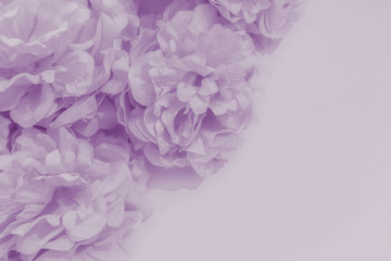 Beautiful abstract color purple and blue flowers on white background and light purple flower frame and purple leaves texture, purple background, light purple banner happy valentine