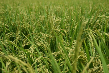 稔り始めた稲穂