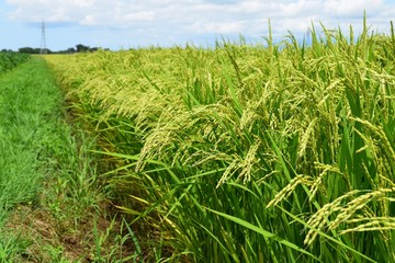 稔り始めた稲穂