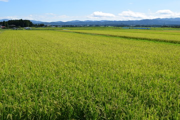 稔り始めた稲穂