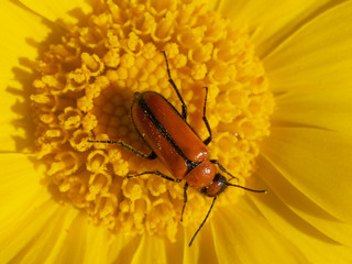 Orange beetle on a bright yellow desert marigold flower.