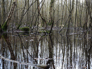 Dünne Bäume spiegeln sich in einem Waldsee