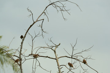 A Collection of birds perched on a leafless tree