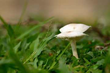White mushroom grow in grass