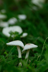 White mushroom grow in grass