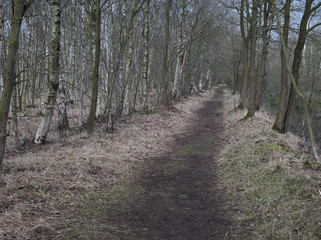 Am frühen Morgen auf einem Waldweg