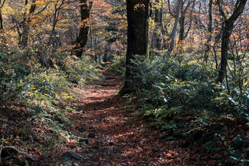 Obraz premium 秋の大山隠岐国立公園の登山道