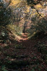 秋の大山隠岐国立公園の登山道