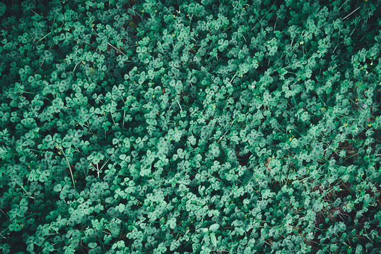 green leaves of medicago arabica, spotted medick, spotted burclover, heart clover, top-down view of horizontal outdoors stock photo image background