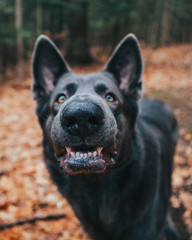 Cute Portrait Of German Shepherd