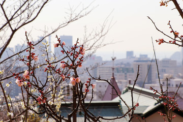 梅の花と神戸の街