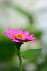 Obraz premium Pink Zinnia Elegans L with blurry background