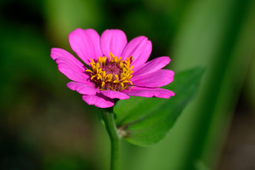 Pink Zinnia Elegans L with blurry  background