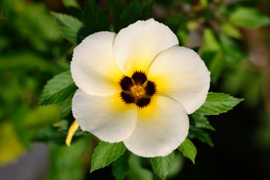 White Turnera Subulata flower in the garden 