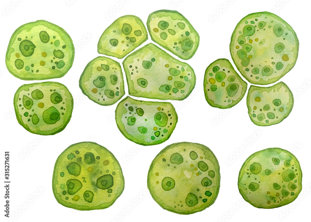 Wall mural unicellular green algae chlorella spirulina with large cells single-cells with lipid droplets. water