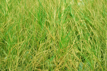 background of green grass