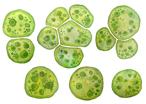 Unicellular green algae chlorella spirulina with large cells single-cells with lipid droplets. Watercolor illustration of macro zoom microorganism bacteria for cosmetics biological biotech design