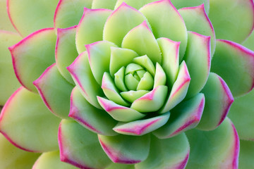 succulent in green and red
