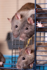 curious domestic rats in a cage