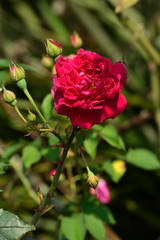 Red Rosa Glauca Pourr. isolated with blurry background
