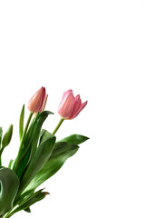 pink tulips isolated on white background