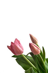 Fototapeta premium pink tulips isolated on white background