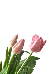 Fototapeta premium pink tulips isolated on white background