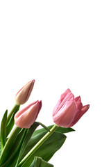 pink tulips isolated on white background