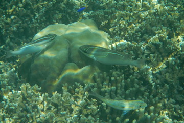 Obraz premium Tropical fish swims in the water of the Pacific Ocean near the Fiji Islands