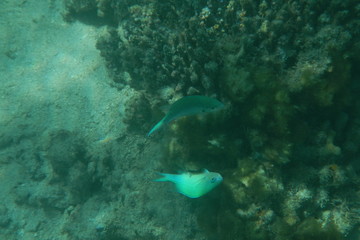 Tropical fish swims in the water of the Pacific Ocean near the Fiji Islands