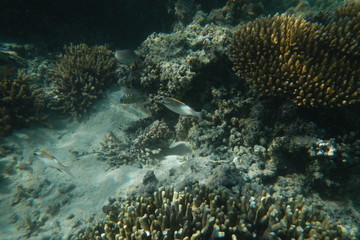 Naklejka na ściany i meble Tropical fish swims in the water of the Pacific Ocean near the Fiji Islands