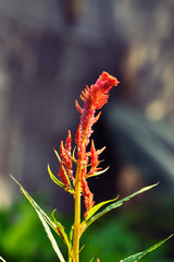 Fototapeta premium Red Celosia argentea L with blurry background