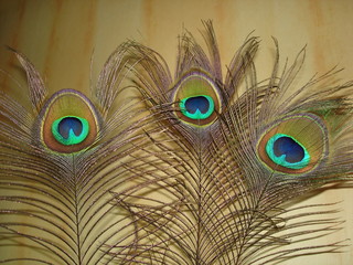 Three golden peacock feathers close-up on a yellow background