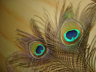 Two golden peacock feathers on a light yellowish background close-up