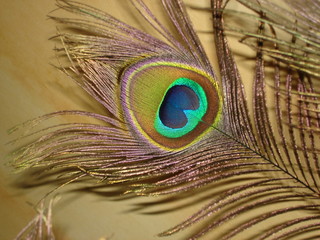 Golden peacock feather close-up on a yellow background