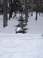 fluffy white snow and a small tree spruce in the forest, landscape view