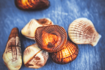 chocolates in the shape of seashells.